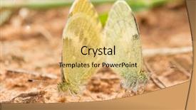  Presentation with butterflies - Slide deck enhanced with sunny medow colour butterfly - little yellow butterflies mating background and a yellow colored foreground