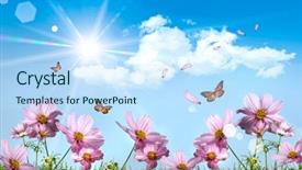  Presentation with pink blue - Audience pleasing presentation theme consisting of sunny medow colour butterfly - pink cosmos against a blue backdrop and a sky blue colored foreground