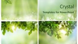  Presentation with spring photo album - PPT theme enhanced with sunny medow colour butterfly - set of photos of spring background and a mint green colored foreground