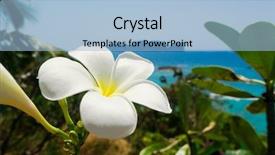  Presentation with sea - Colorful slide set enhanced with sunny petals flora and sea backdrop and a light blue colored foreground