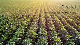  Presentation with plantation - Beautiful PPT layouts featuring sunny plantation with growing soya backdrop and a yellow colored foreground