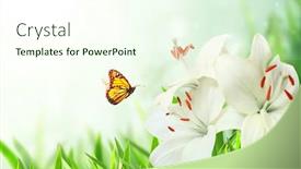  Presentation with lily flower - Theme having sunny-spring-background-with-butterfly background and a cream colored foreground