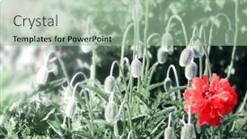  Presentation with red banner - Amazing PPT theme having sunny-spring-background-with-poppy backdrop and a mint green colored foreground