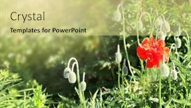  Presentation with red banner - PPT theme with sunny-spring-background-with-poppy background and a soft green colored foreground