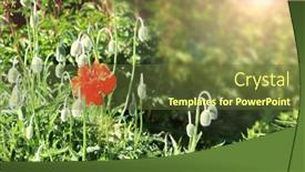  Presentation with red banner - Presentation design enhanced with sunny-spring-background-with-poppy background and a tawny brown colored foreground