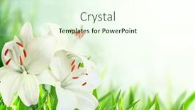  Presentation with lily flower - Cool new theme with sunny-spring-background-with-white backdrop and a cream colored foreground