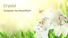  Presentation with lily flower - Colorful presentation theme enhanced with sunny-spring-background-with-white backdrop and a cream colored foreground