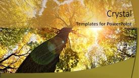  Presentation with autumn wood - Audience pleasing theme consisting of sunrays mist - autumn forest trees nature green backdrop and a gold colored foreground