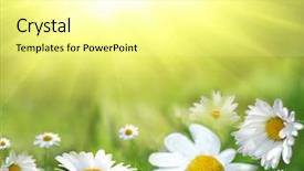  Presentation with daisy - Slide deck with sunrise backgrounds - field of daisy background and a blonde colored foreground