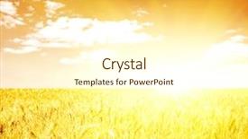  Presentation with wheat - Slide deck with sunrise backgrounds - golden sunset over wheat field background and a cream colored foreground