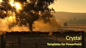  Presentation with sun rise - PPT layouts having sunrise coming through the trees background and a wine colored foreground