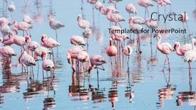  Presentation with morning sunrise - Audience pleasing presentation theme consisting of sunrise-flock-of-magnificent-white backdrop and a light blue colored foreground