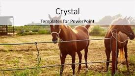  Presentation with horses - Colorful PPT layouts enhanced with sunrise grazing near stable backdrop and a white colored foreground