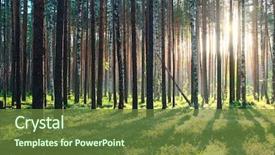  Presentation with forest morning - Audience pleasing PPT layouts consisting of sunrise in pine forest backdrop and a tawny brown colored foreground