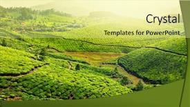  Presentation with tea fields - Audience pleasing slides consisting of sunrise munnar kerala india backdrop and a blonde colored foreground