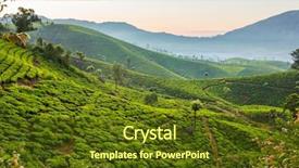  Presentation with tea plantation - Cool new presentation theme with sunrise over tea plantations backdrop and a tawny brown colored foreground