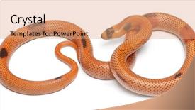  Presentation with white milk - Theme with sunrise patternless reverse honduran milk background and a coral colored foreground