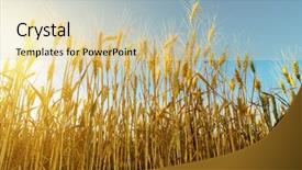  Presentation with harvest apron - Audience pleasing slide set consisting of sunset and harvest field backdrop and a lemonade colored foreground