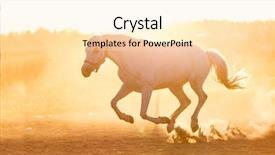  Presentation with white horse - Slides with sunset animals grey purebred stallion background and a lemonade colored foreground