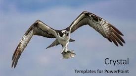  Presentation with eagle flying - Presentation design with sunset eagle - osprey flying off background and a light blue colored foreground
