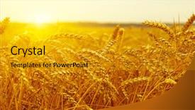  Presentation with ears - PPT theme with sunset field background rural scenery background and a gold colored foreground