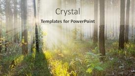  Presentation with forest - Colorful presentation theme enhanced with sunset-in-autumn-forest backdrop and a soft green colored foreground