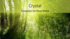  Presentation with mystic - Beautiful theme featuring kind of insects stinkbug in the wild backdrop and a light gray colored foreground.