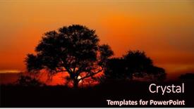  Presentation with tree silhouette - Cool new theme with sunset-in-kruger-national-park backdrop and a wine colored foreground