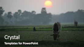  Presentation with bengal gram - Audience pleasing slide deck consisting of sunset in sundarbans west bengal backdrop and a tawny brown colored foreground
