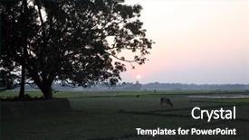  Presentation with bengal gram - PPT theme featuring sunset in sundarbans west bengal background and a dark gray colored foreground