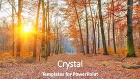  Presentation with forest - Audience pleasing slide deck consisting of sunset in the autumn forest backdrop and a coral colored foreground