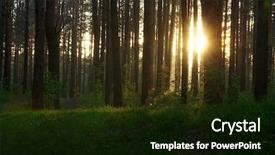  Presentation with foggy forest - Presentation enhanced with sunset in the foggy forest background and a  colored foreground