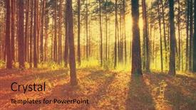  Presentation with film - Audience pleasing PPT layouts consisting of sunset in the forest retro backdrop and a red colored foreground