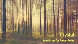  Presentation with film - Amazing slide set having sunset in the forest retro backdrop and a  colored foreground