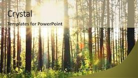  Presentation with haunted woods - Amazing theme having sunset-in-the-woods backdrop and a lemonade colored foreground