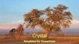  Presentation with thorn - Presentation theme consisting of sunset kalahari desert south africa background and a tawny brown colored foreground