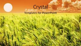  Presentation with wheat - Audience pleasing presentation theme consisting of sunset over a green wheat backdrop and a gold colored foreground