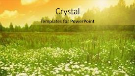  Presentation with daisy - Amazing presentation theme having sunset over daisy field backdrop and a yellow colored foreground