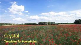  Presentation with poppies - Presentation theme with sunset over field with red poppies background and a tawny brown colored foreground