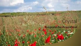  Presentation with poppies - Presentation design having sunset over field with red poppies background and a coral colored foreground