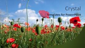  Presentation with poppies - Cool new presentation design with sunset over field with red poppies backdrop and a light blue colored foreground