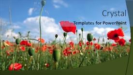  Presentation with poppies - Presentation theme enhanced with sunset over field with red poppies background and a light blue colored foreground