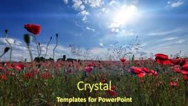  Presentation with poppies - Amazing presentation having sunset over field with red poppies backdrop and a tawny brown colored foreground