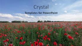  Presentation with poppies - Presentation theme consisting of sunset over field with red poppies background and a light blue colored foreground