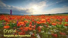  Presentation with poppies - Presentation design featuring sunset-over-field-with-red background and a tawny brown colored foreground