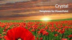  Presentation with poppies - Amazing slides having sunset over field with red backdrop and a tawny brown colored foreground