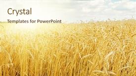  Presentation with harvest - Amazing slide deck having sunset over golden harvest field backdrop and a cream colored foreground