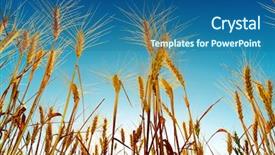  Presentation with harvest - Beautiful presentation design featuring sunset over harvest field backdrop and a ocean colored foreground