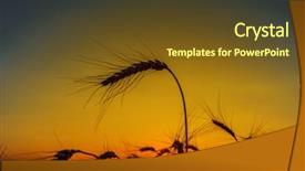  Presentation with harvest - PPT theme consisting of sunset over harvest field background and a tawny brown colored foreground