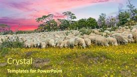  Presentation with sheep - Slides consisting of sunset-over-herd-of-merino background and a tawny brown colored foreground